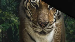 Tiger dekbedovertrek